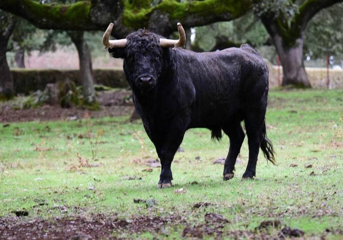 Denuncian La Muerte De Un Toro Tras Recibir Dos Puntillazos En Le N